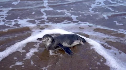 Brood of an exhausted penguin stranded on the coast of the Atlantic Ocean d.. Stock Footage 252399321