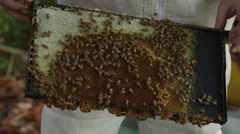 Brood frame inspection Stock Footage 54261923