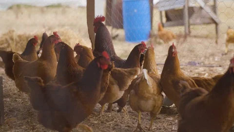 Brood of hens in the pen Stock Footage 87805307