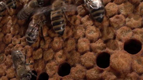 The brood of honey bees develops within a bee hive. Capped brood cells 스톡 동영상 280446617