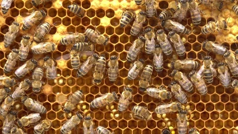 The brood of honey bees develops within a bee hive. Organic apiculture Video stock 288408060
