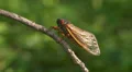 Brood II 17-year periodical cicadas (Magicicada septendecim) 1 HD Footage