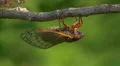 Brood II 17-year periodical cicadas (Magicicada septendecim) 2 HD Footage