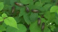 Brood II 17-year periodical cicadas (Magicicada septendecim) 5 HD Footage