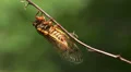 Brood II 17-year periodical cicadas (Magicicada septendecim) 9 HD Footage