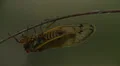 Brood II 17-year periodical cicadas (Magicicada septendecim) 12 HD Footage