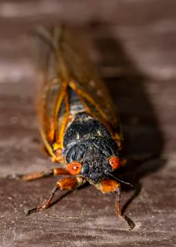 Brood IX Cicada Stock Photos