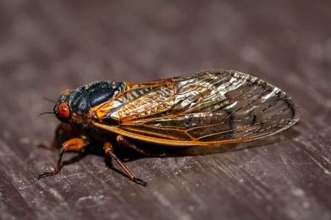 Brood IX Cicada Foto stock