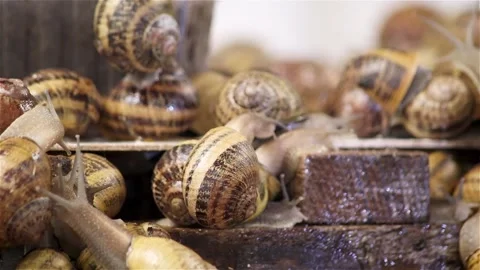 Brood snails helix aspersa maxima muller Stock Footage 140806536