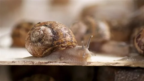 Brood snails helix aspersa maxima muller Stock Footage 140806568