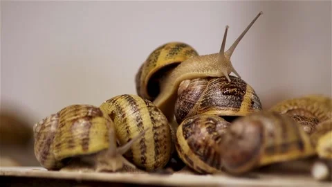 Brood snails helix aspersa maxima muller Stock Footage 140806615