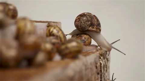 Brood snails helix aspersa maxima muller Stock Footage 140806661