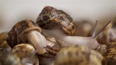 Brood snails helix aspersa maxima muller Stock Footage 140806694