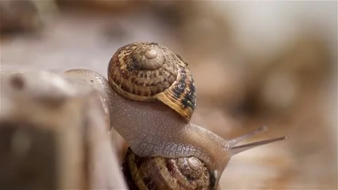 Brood snails helix aspersa maxima muller Stock Footage 140806733