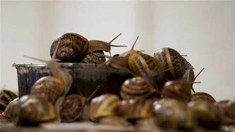 Brood snails helix aspersa maxima muller Stock Footage 140806793