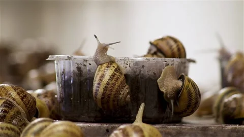 Brood snails helix aspersa maxima muller Stock Footage 140806823
