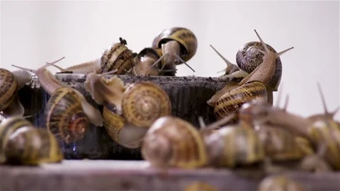 Brood snails helix aspersa maxima muller Stock Footage 140806849