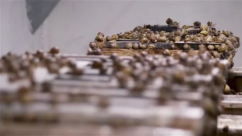 Brood snails helix aspersa maxima muller Stock Footage 140806886