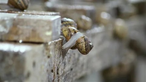 Brood snails helix aspersa maxima muller Stock Footage 140806917