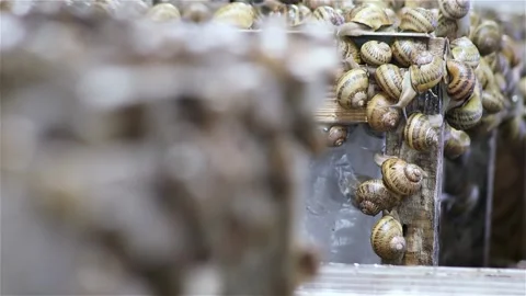 Brood snails helix aspersa maxima muller Stock Footage 140806925
