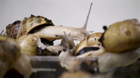 Brood snails helix aspersa maxima muller Stock Footage 140806961