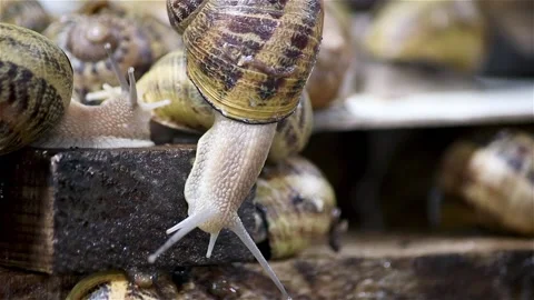 Brood snails helix aspersa maxima muller Stock Footage 140806988