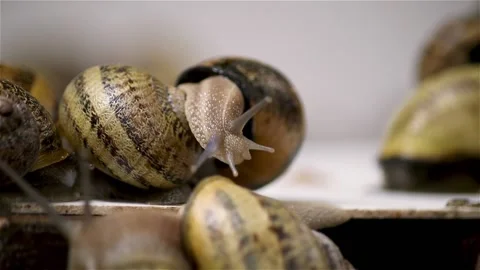 Brood snails helix aspersa maxima muller Stock Footage 140807011
