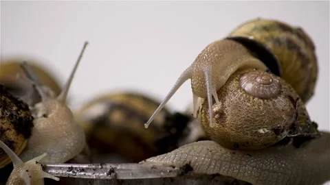 Brood snails helix aspersa maxima muller Stock Footage 140807030