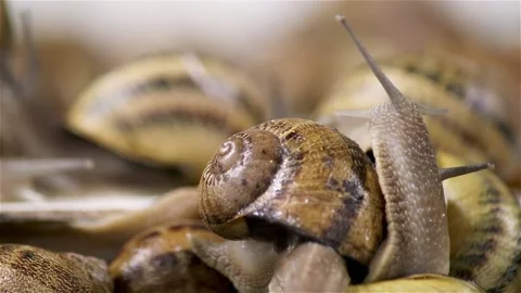 Brood snails helix aspersa maxima muller Stock Footage 140807043