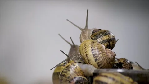 Brood snails helix aspersa maxima muller Stock Footage 140807105