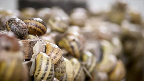 Brood snails helix aspersa maxima muller Stock Footage 140807111