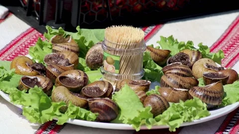 Brood snails helix aspersa maxima muller Stock Footage 140807142