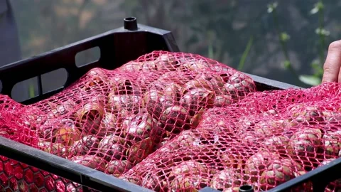 Brood snails helix aspersa maxima muller Stock Footage 140807157