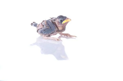 Brood sparrow Stock Photos