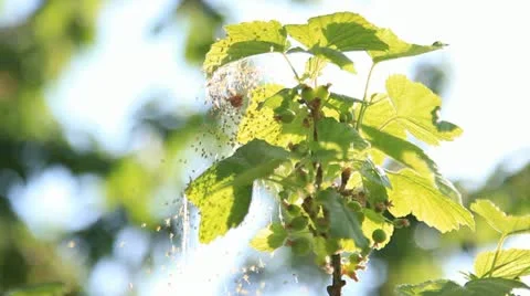 Brood of spiders Stock Footage 10994110