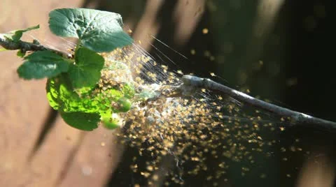 Brood of spiders Stock Footage 10995589