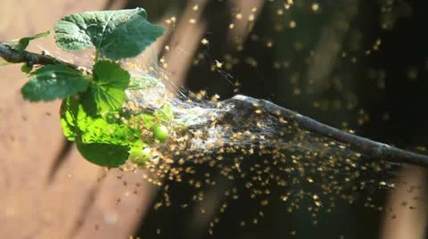 Brood of spiders Stock-Footage 10996932