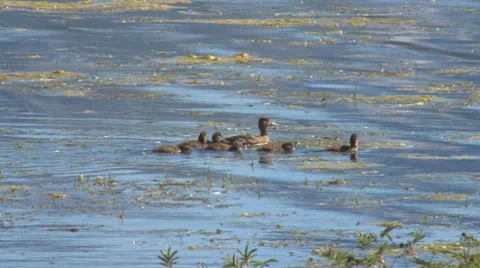 Brood of Swimming Ducks Stock Footage 8521829