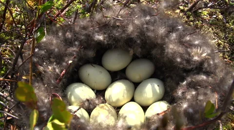Brood of the Wader in the nest Stock Footage 54895438