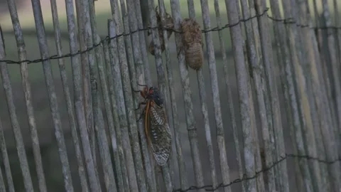 Brood X Cicada and Exoskeleton on wood Video stock 154561655