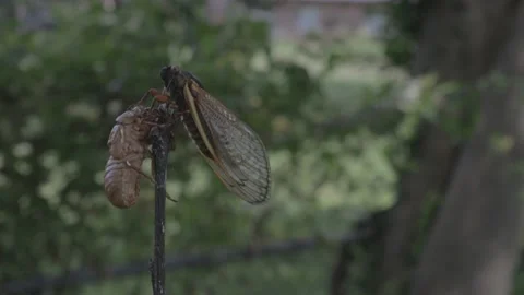 Brood X Cicada and exoskeleton on branch. Video stock 154562243