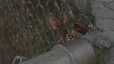 Brood X Cicada and shell. Video stock 154560480