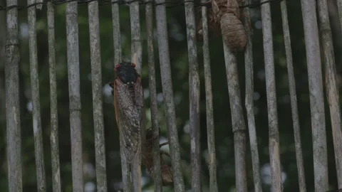 Brood X Cicada and shell on wood. Video stock 154560678