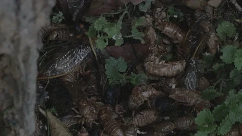 Brood X Cicada and shells on ground Video stock 154561932