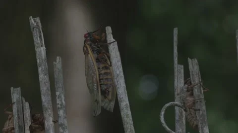 Brood X Cicada close up on stick Video stock 154561245