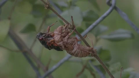 Brood X Cicada emerging from shell. Video stock 154561832