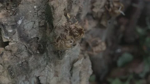 Brood X Cicada exoskeleton on tree. Video stock 154561916