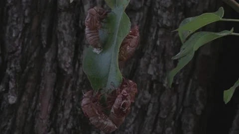 Brood X Cicada exoskeletons on leaf. Video stock 154562128