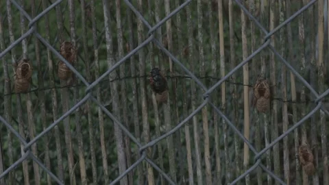 Brood X Cicada, on fence. Stock Footage