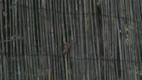 Brood X Cicada Shell, Exoskeleton. Video stock 154543333